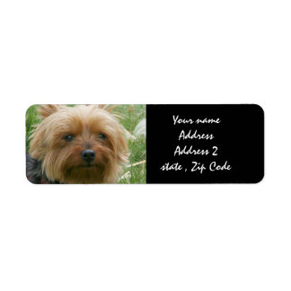 Etiqueta Yorkshire Terrier