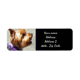 Etiqueta Yorkshire terrier
