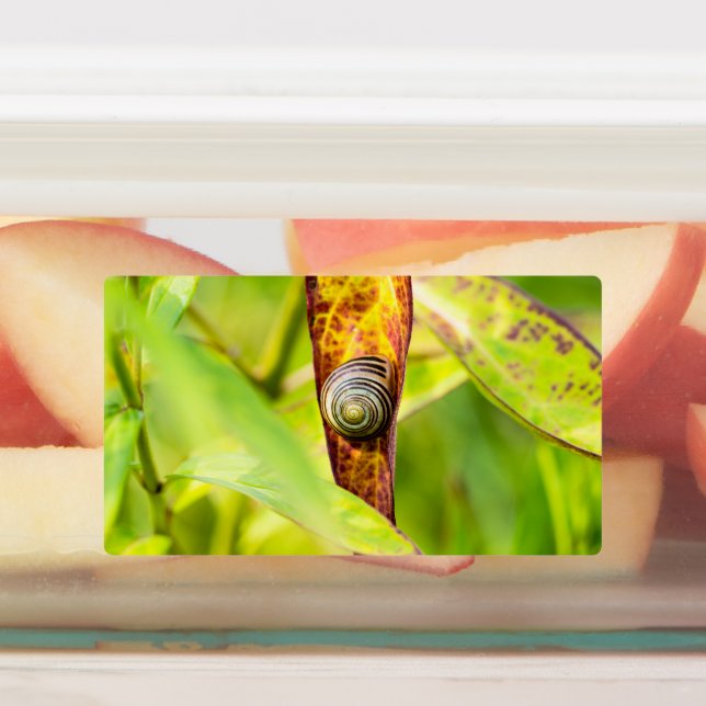 Etiquetas apego (Fijada)