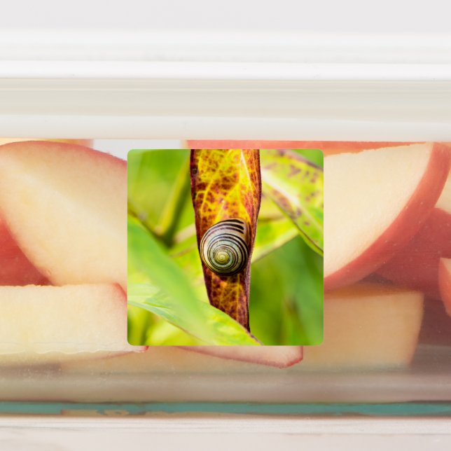 Etiquetas apego (Fijada)