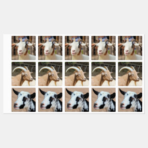 Etiquetas Cabras