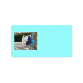 Etiquetas de anidación de mariposas azules