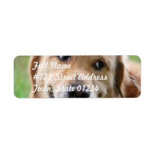 Etiquetas de correo de Cute Golden Retriever
