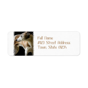 Etiquetas de correo de perros de Greyhound