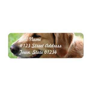 Etiquetas de correo del perrito del golden