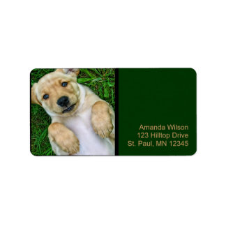 Etiquetas de dirección de cachorro de Golden Retri