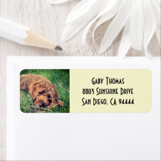 Etiquetas de dirección de regreso de Golden Doodle