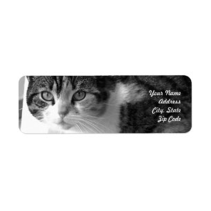 Etiquetas de dirección del gato de Tabby