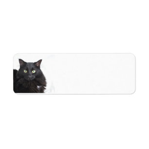 Etiquetas de dirección del gato negro