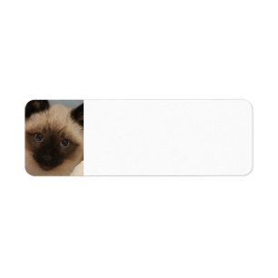 Etiquetas de dirección del gato siamés