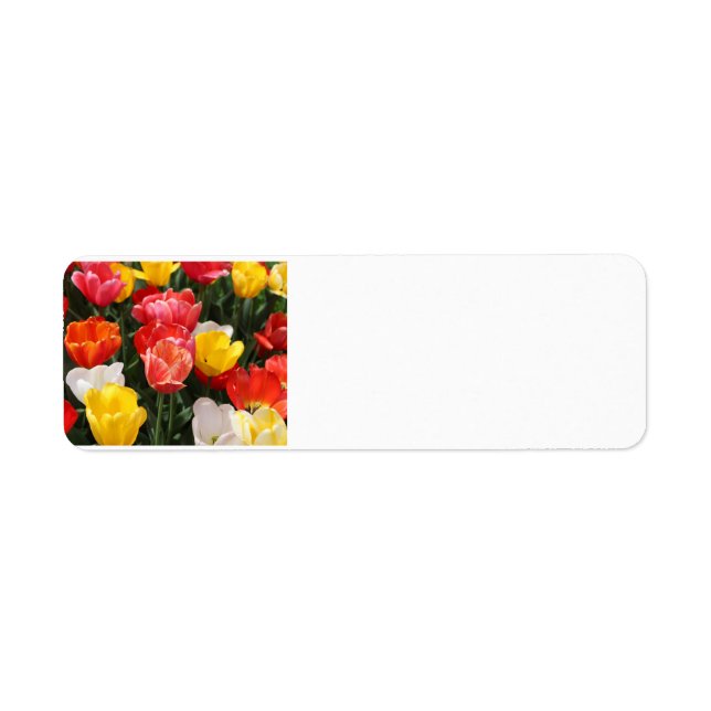 Etiquetas de dirección Tulip (Frente)