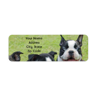 Etiquetas de direcciones de Boston Terrier