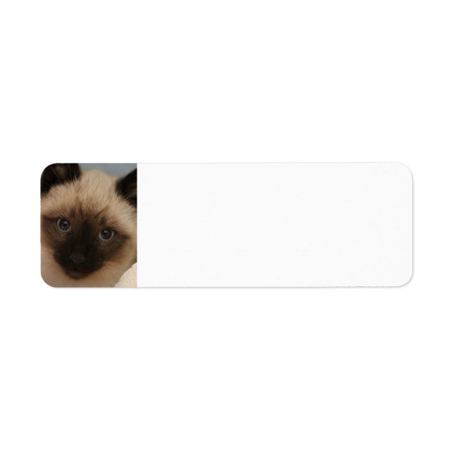 Etiquetas de direcciones de gatos siameses (Frente)