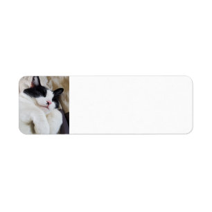 Etiquetas de la dirección del gato del tumor que d