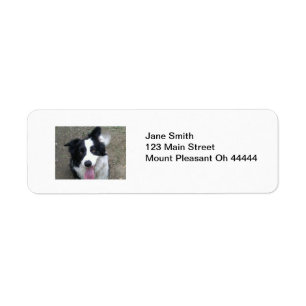 Etiquetas del remite del border collie