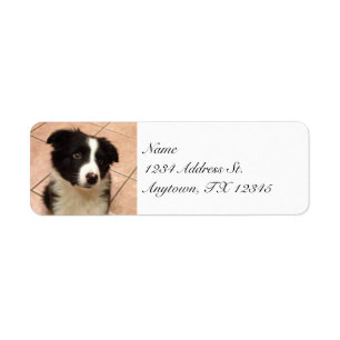 Etiquetas del remite del perrito del border collie