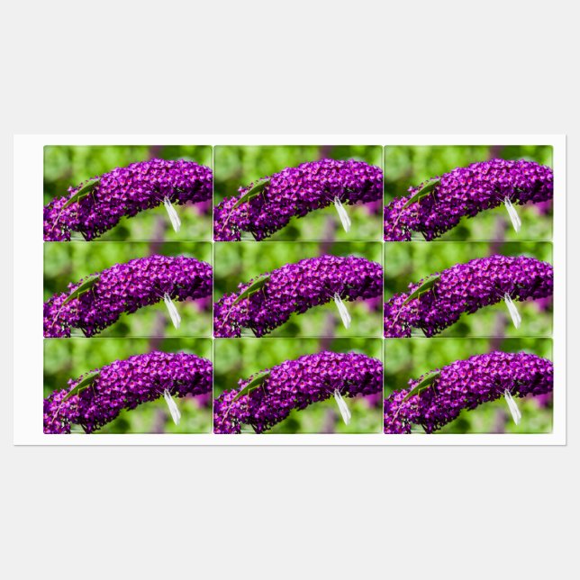 Etiquetas energía katydid (Hoja)