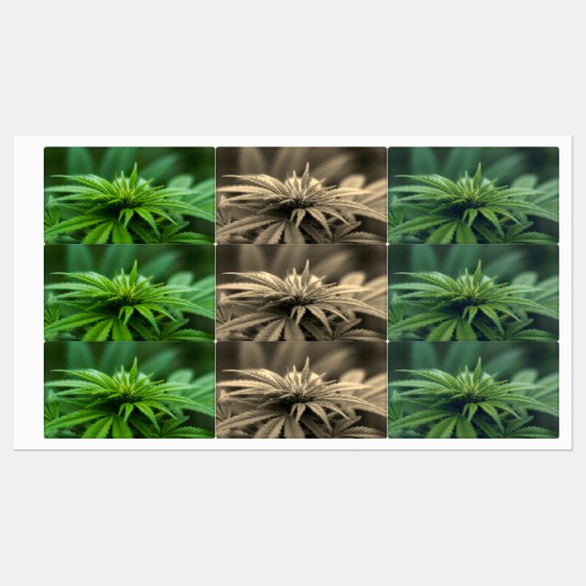 Etiquetas Hermosa hierba (Hoja)