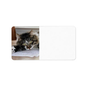 Etiquetas musicales de direcciones de gatos