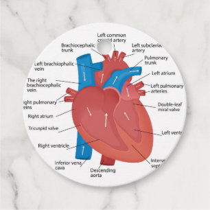 Etiquetas Para Recuerdos Anatomía cardíaca