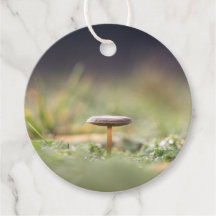 Foto de Mushroom Nature