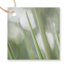 Green pointy Plant Nature Photo