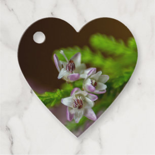 Etiquetas Para Recuerdos Heather Spring flor evergreen flor morado blanco