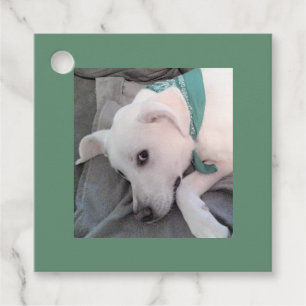 Etiquetas Para Recuerdos Hermoso perro blanco perezoso con bufanda verde de