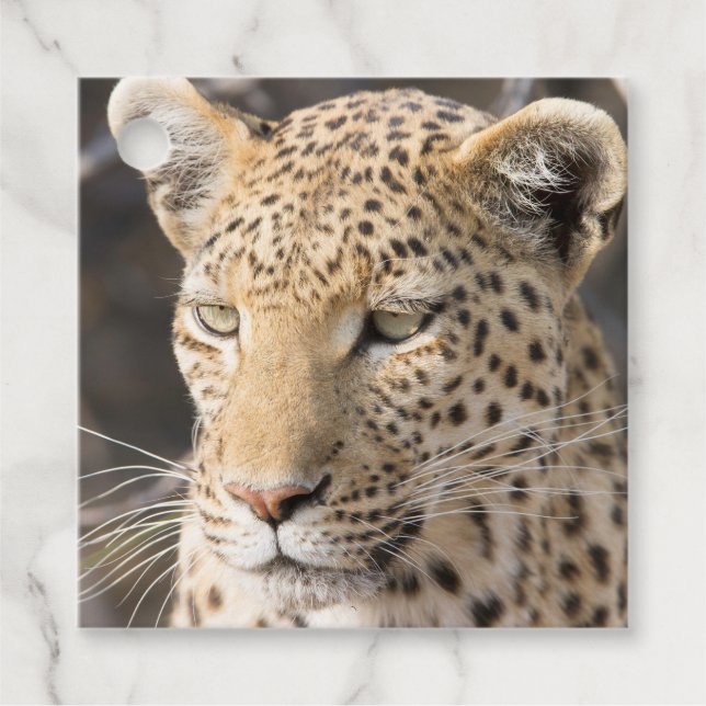 Etiquetas Para Recuerdos Leopard portrait (Anverso)