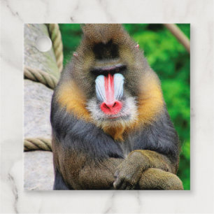 Etiquetas Para Recuerdos Mandrill 001