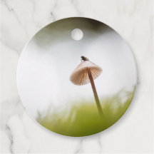 Pequeña foto natural de hongos