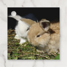 Pequeños conejitos esponjosos