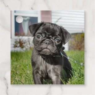 Etiquetas Para Recuerdos Popa de cachorro negro