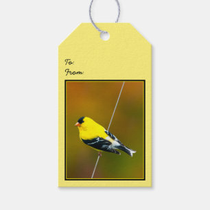 Etiquetas Para Regalos American Goldfinch - Fotografía original