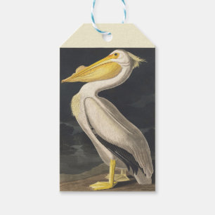 Etiquetas Para Regalos Arte de ave del pelícano blanco americano de Audub