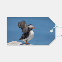 Atún de aleta atlántica en Machias, ME