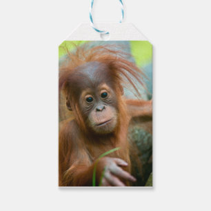 Etiquetas Para Regalos Bebé lindo Orangutan mirando directo hacia adelan