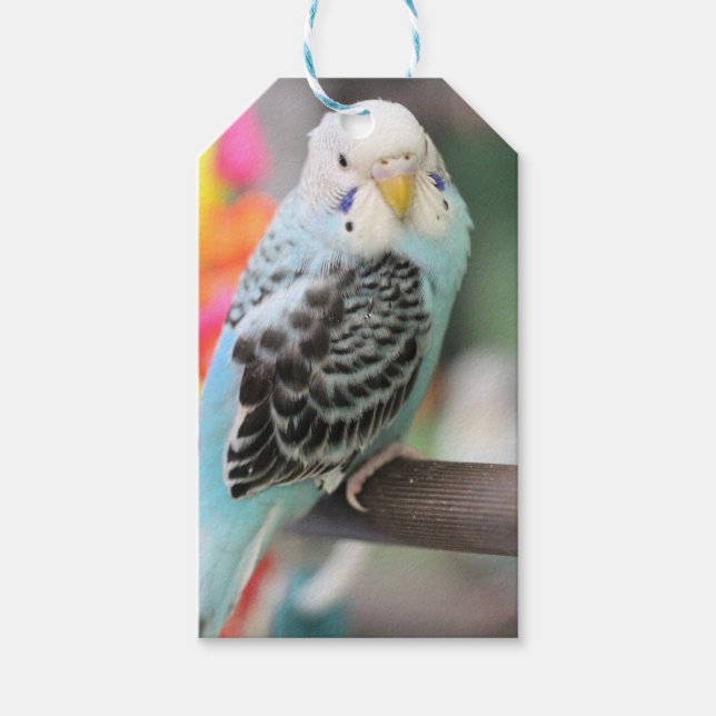 Etiquetas Para Regalos Budgie (Anverso)