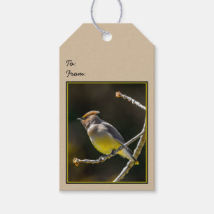 Etiquetas Para Regalos Cedar Waxwing Songbird Foto original de ave silves
