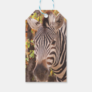 Etiquetas Para Regalos Cierre de cebra rayada en una foto de un bosque mo