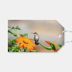 Etiquetas Para Regalos Colibrí en una planta floreciente