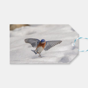 Etiquetas Para Regalos El Bluebird oriental bailando en la nieve