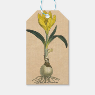 Etiquetas Para Regalos Flor Jardín Botánico Amaryllis Tulip