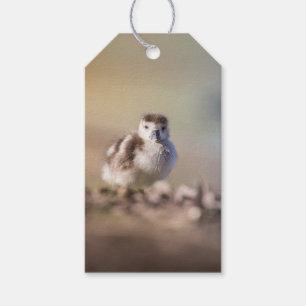 Etiquetas Para Regalos Foto de la naturaleza del pollo de oca