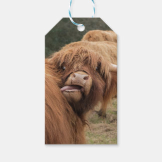 Etiquetas Para Regalos foto de vaca de las Highlands escocesas