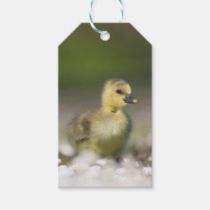 Etiquetas Para Regalos Foto de vida silvestre insólita