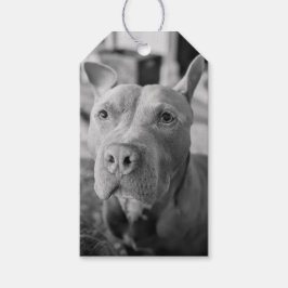 Etiquetas Para Regalos Fotografía de amor a Pit Bull