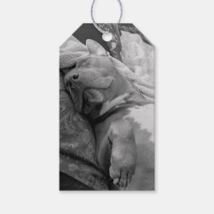 Etiquetas Para Regalos Fotografía de amor a Pit Bull