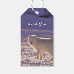 Etiquetas Para Regalos Fotografía de invierno de la nieve de Fox blanca