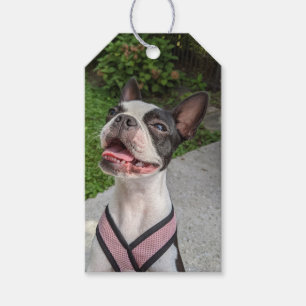 Etiquetas Para Regalos Fotografía Feliz de Boston Terrier